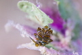   Tiger butterfly  